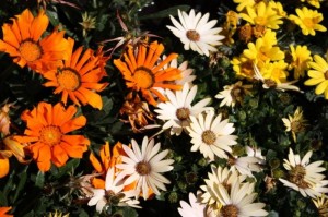 Balkonové květiny Magda Lebišová
